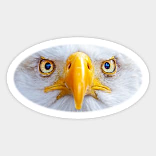 Bald Eagle stare Sticker